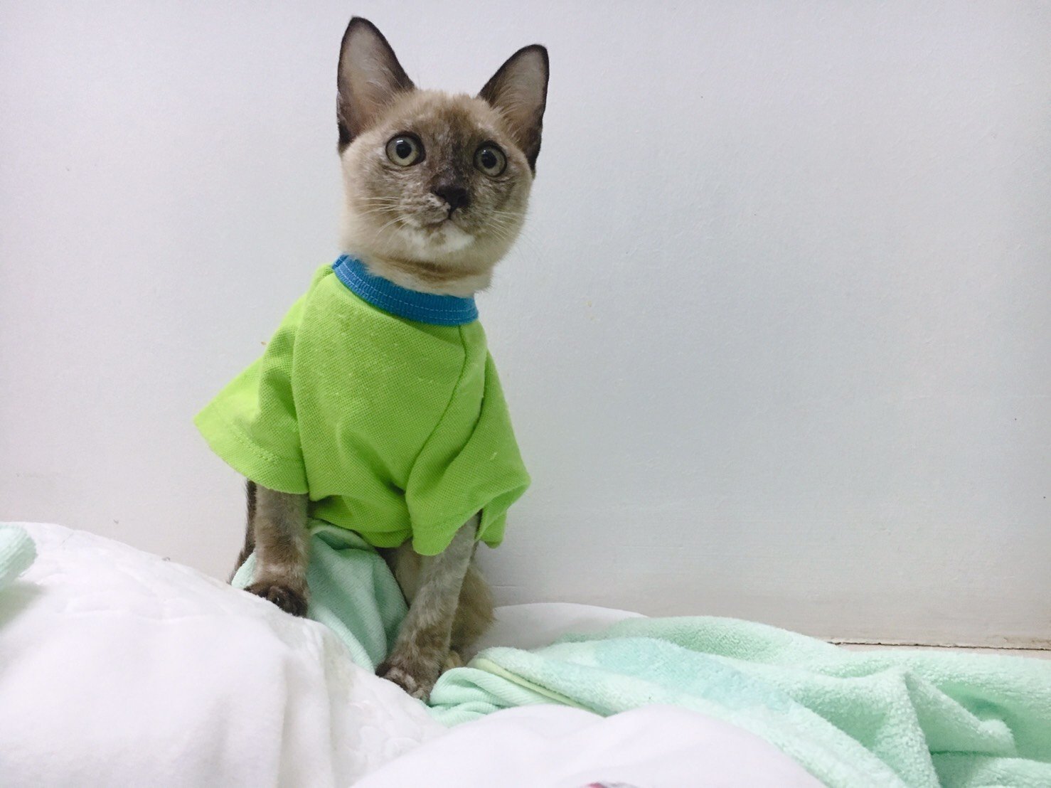 น้องถั่วเค็ม ดวงแข็ง โดยสุนัขรุมกัดมารีบมาโรงพยาบาล บาดแผลเต็มตัว น้องถั่วเค็ม ดวงแข็ง โดยสุนัขรุมกัดมารีบมาโรงพยาบาล บาดแผลเต็มตัว